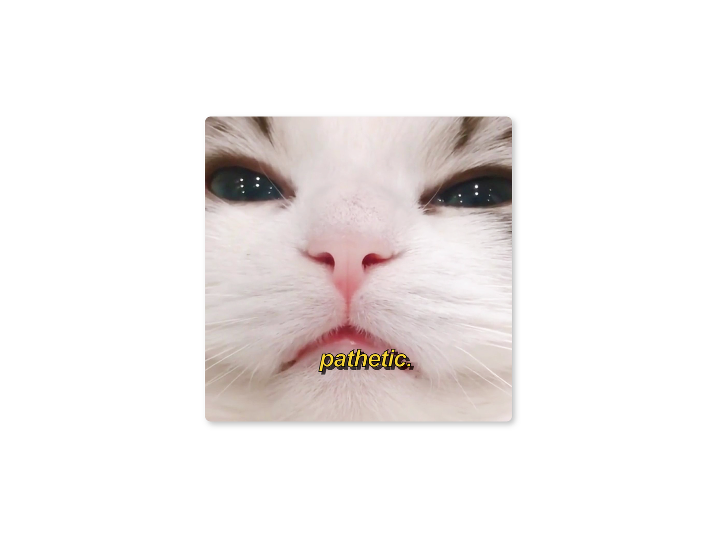 Pathetic. Judging Cat Meme 3" Funny Sticker