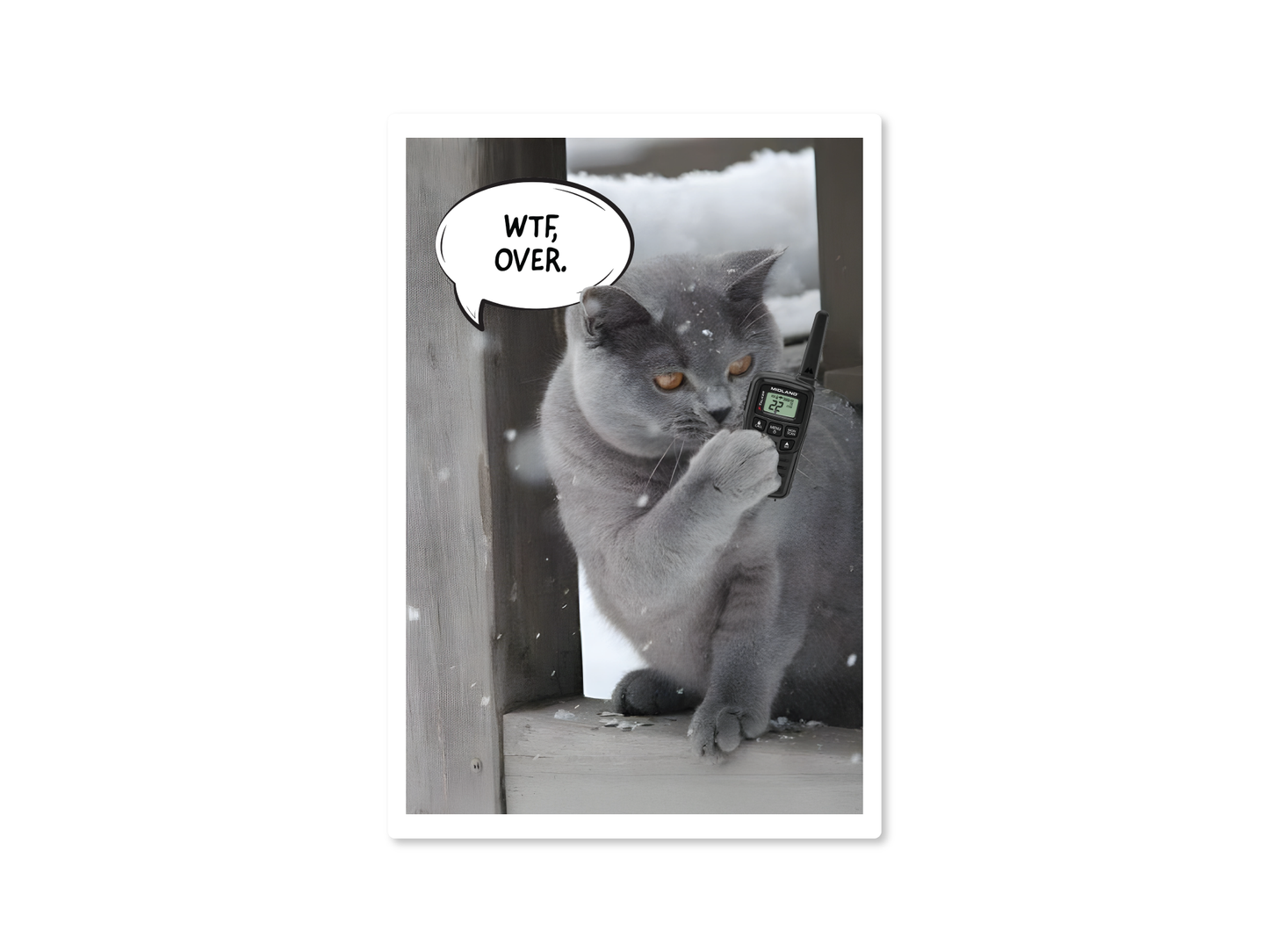 WTF Cats 3" Funny Sticker